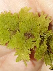 Trichocolea mollissima