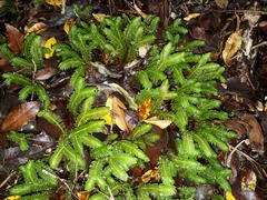 Schistochila nobilis
