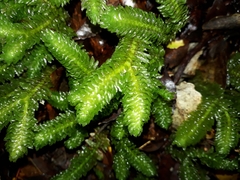 Schistochila nobilis