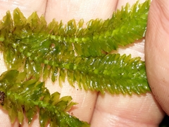 Schistochila nobilis