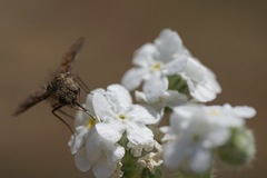 Conophorus fenestratus