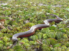 Helicops leopardinus