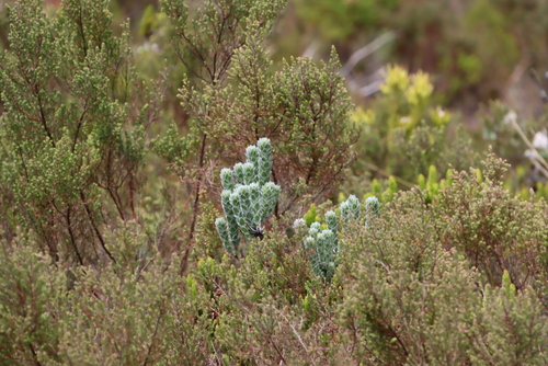 Image of Xiphotheca fruticosa by (c) Tony Rebelo, some rights reserved (CC BY-SA)