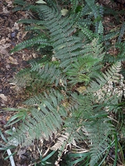 Polystichum silvaticum