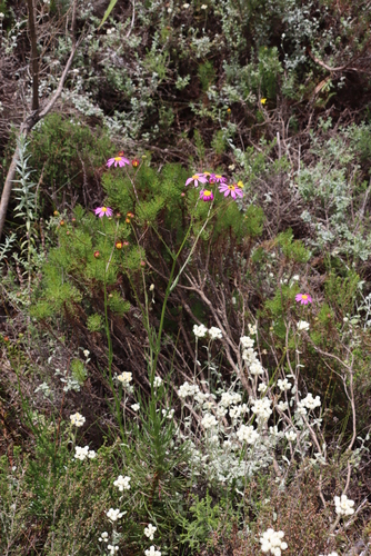 Image of Senecio umbellatus by (c) Tony Rebelo, some rights reserved (CC BY-SA)