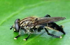 Orthoprosopa bilineata