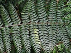 Polystichum silvaticum