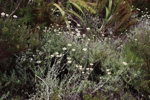 Image of Helichrysum pandurifolium by (c) Tony Rebelo, some rights reserved (CC BY-SA)