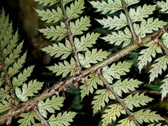 Polystichum silvaticum
