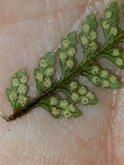 Polystichum silvaticum