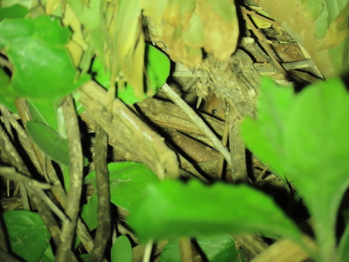Brant's Climbing Mouse