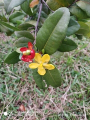 Ochna thomasiana