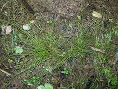 Isolepis reticularis