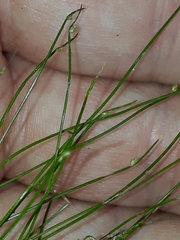 Isolepis reticularis