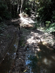 Isolepis reticularis