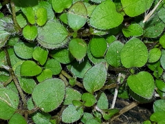 Leptostigma setulosum