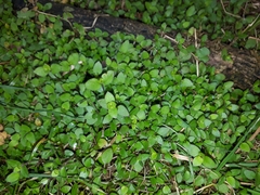 Leptostigma setulosum