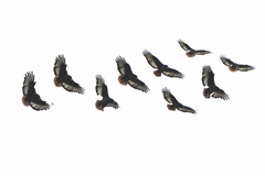 Jackal Buzzard photo 5