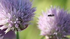 Protosmia rubifloris