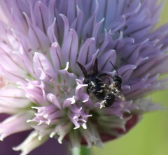 Protosmia rubifloris