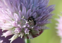 Protosmia rubifloris