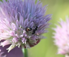 Protosmia rubifloris