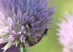 Protosmia rubifloris