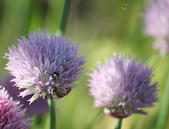 Protosmia rubifloris