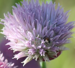 Protosmia rubifloris