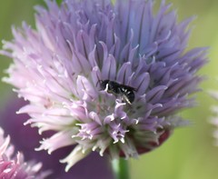 Protosmia rubifloris