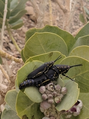 Poekilocerus bufonius