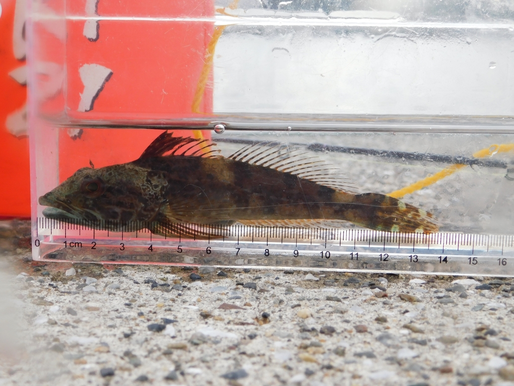 Sunrise sculpin (Pseudoblennius percoides) — Cottidae