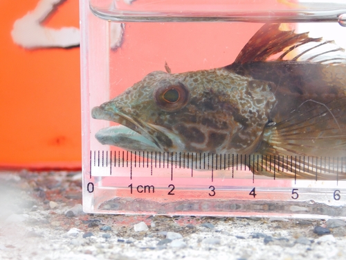Sunrise sculpin (Pseudoblennius percoides) — Cottidae — 4