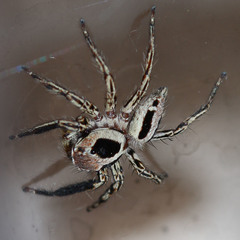 Plexippus petersi