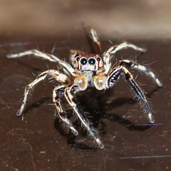 Plexippus petersi