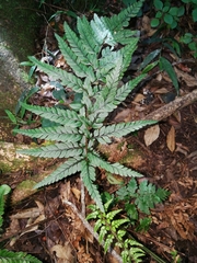 Polystichum luctuosum