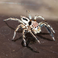 Plexippus petersi