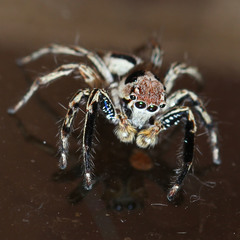 Plexippus petersi