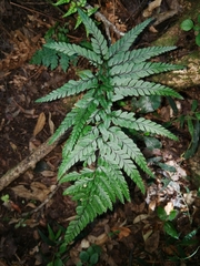 Polystichum luctuosum