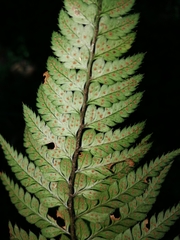 Polystichum luctuosum