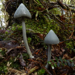 Entoloma canoconicum