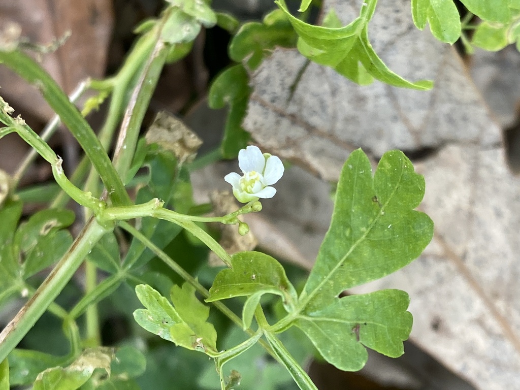 Lesser Balloon Vine From Davilla Thorndale Tx Us On November 25