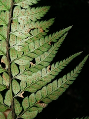 Polystichum luctuosum