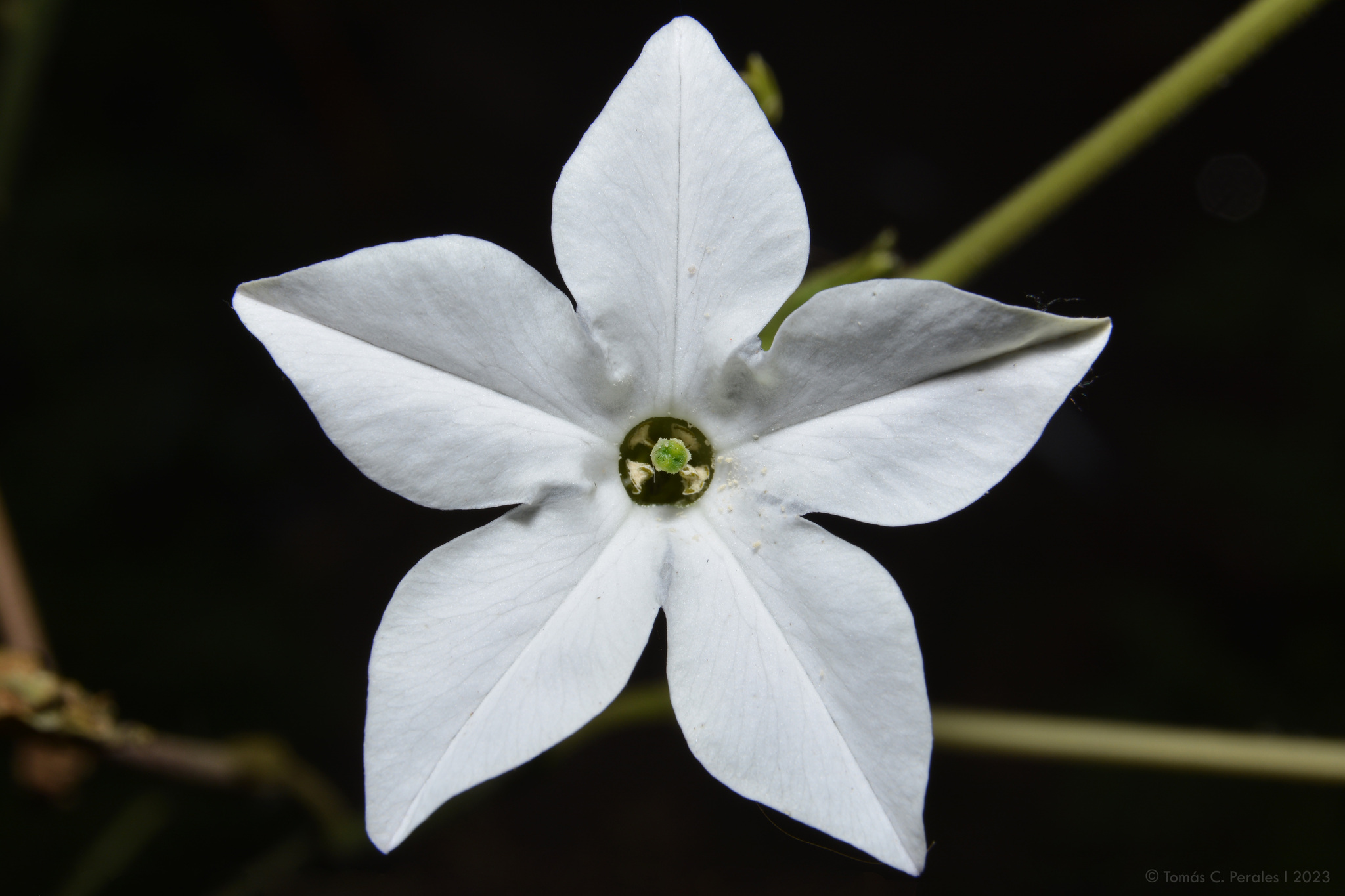 Nicotiana longiflora