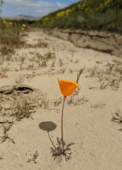 Eschscholzia lemmonii