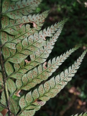 Polystichum luctuosum