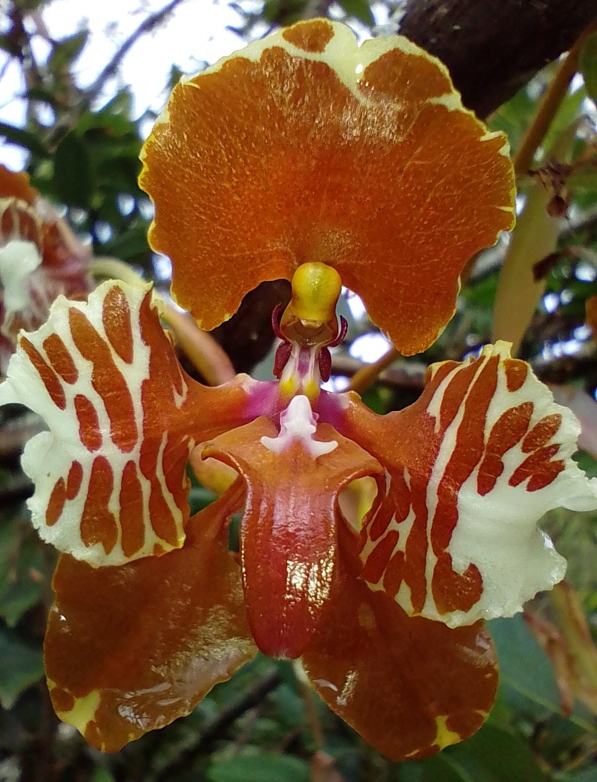 Cyrtochilum halteratum (Lindl.) Kraenzl.