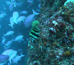 Amphichaetodon howensis