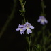 Prostanthera saxicola - Photo (c) Reiner Richter, some rights reserved (CC BY-NC-SA), uploaded by Reiner Richter