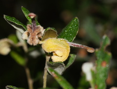 Grevillea chrysophaea